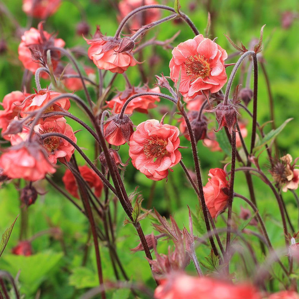 Sarah Raven Plants Geum Flames of Passion Pflanze 3x9cm orange-rot