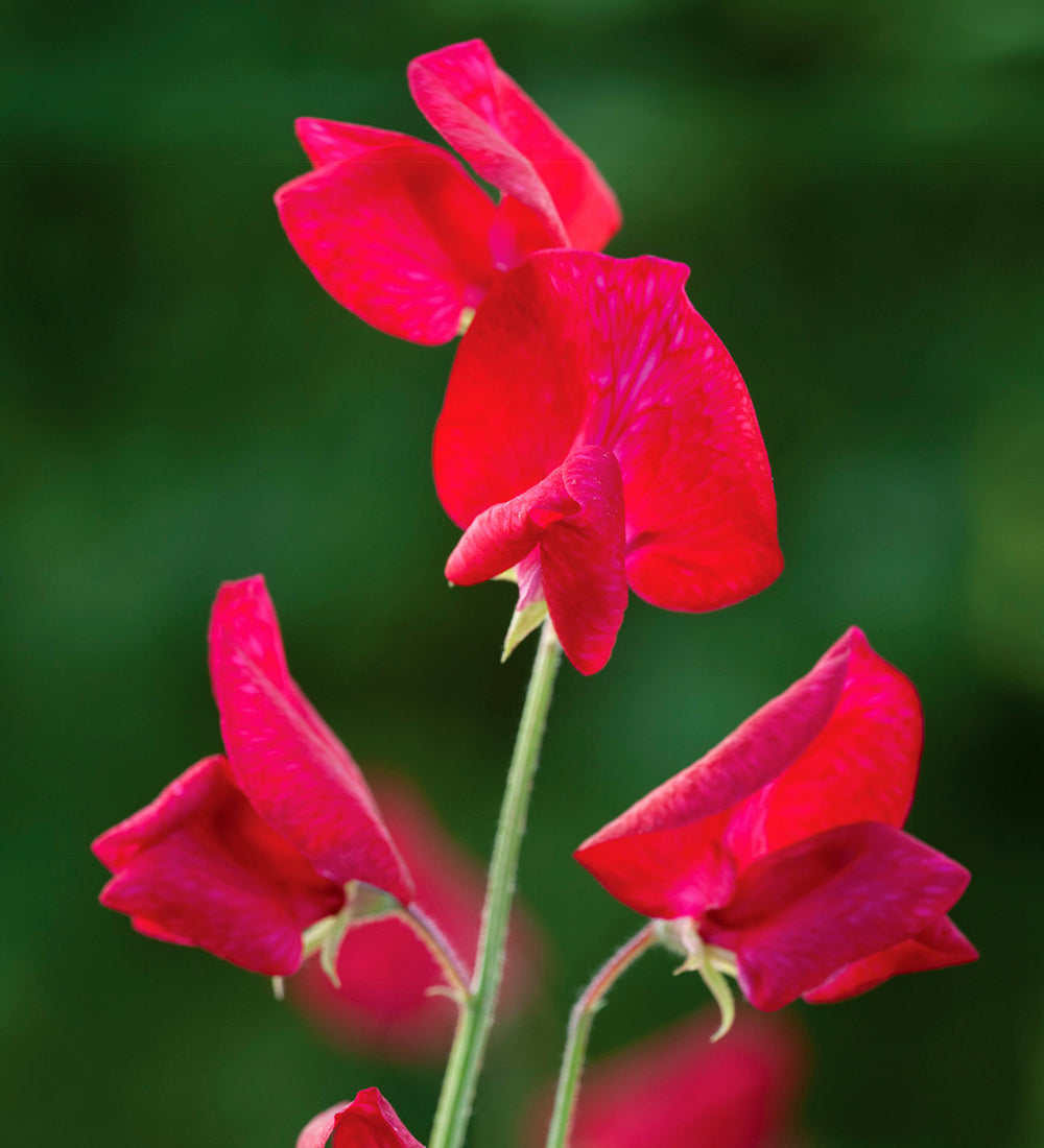 Sarah Raven Seeds Sweet Pea Scarlett Blumensamen 20 Samen