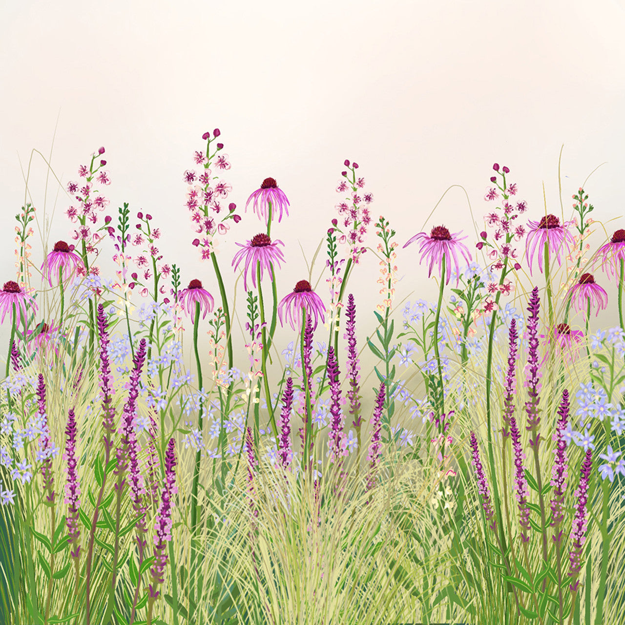 Sarah Raven Plants Soft Border Collection Beet 18x9cm Topf