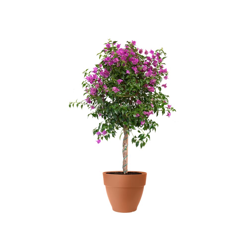 elho Vibia Campana Pflanztopf 65cm Terra frostbeständig