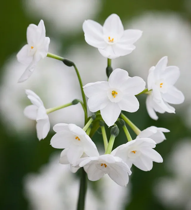 Sarah Raven Bulbs Narcissus Inbal Blumenzwiebeln 10 Stück früh