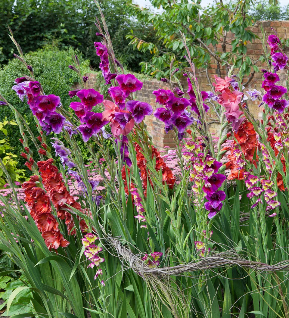 Sarah Raven Bulbs Jewel Gladioli Gladiolen 60 Knollen Mix