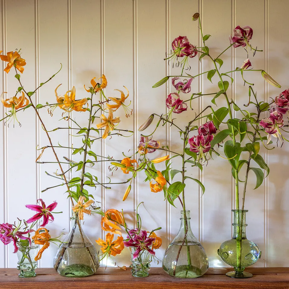 Sarah Raven Bulbs Everlasting Lilies Zwiebeln 6 Stk winterhart