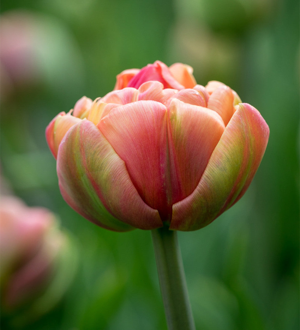 Sarah Raven Bulbs Tulpe Copper Image Blumenzwiebeln 10 Zwiebeln kupfer