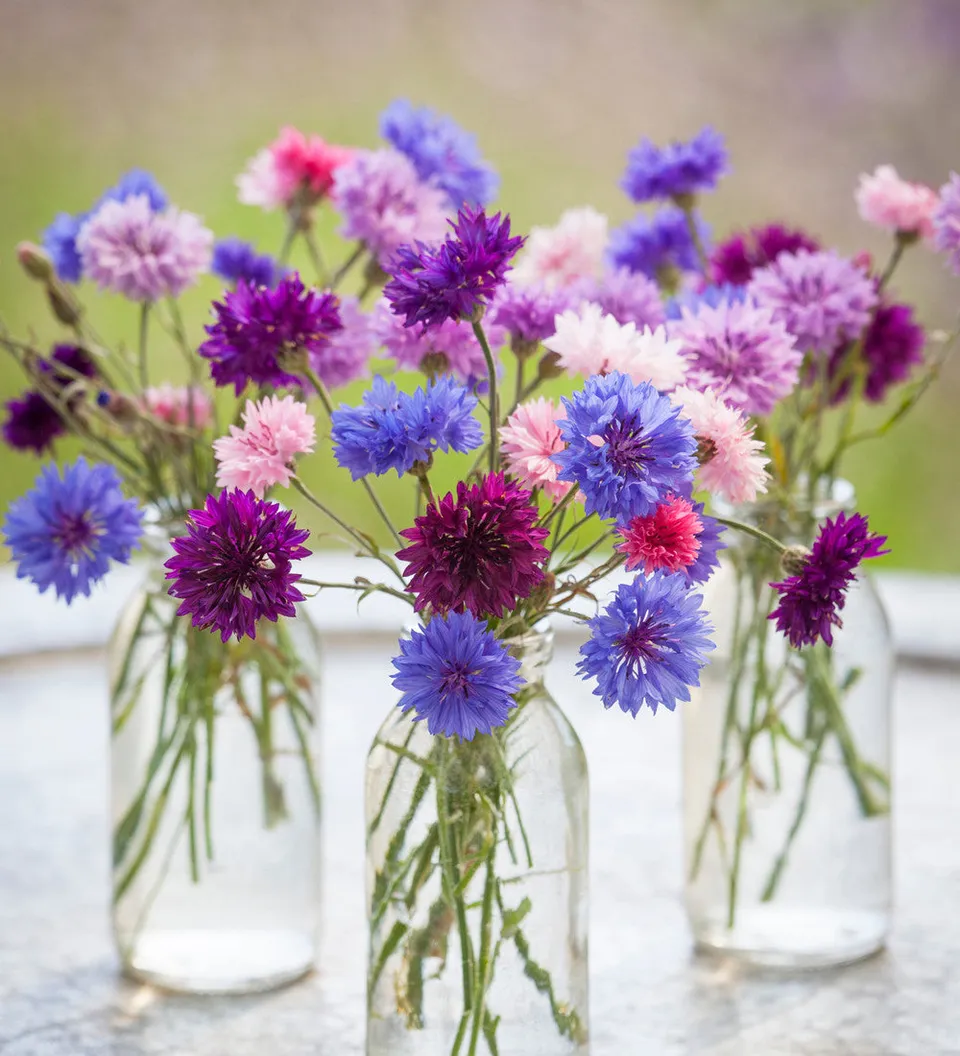 Sarah Raven Seeds Centaurea Polka Dot Mixed Samen 500 Stück
