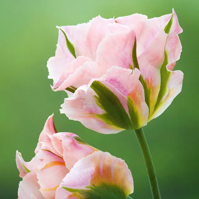 Sarah Raven Bulbs Tulpe China Town Blumenzwiebeln 10 Stück bunt
