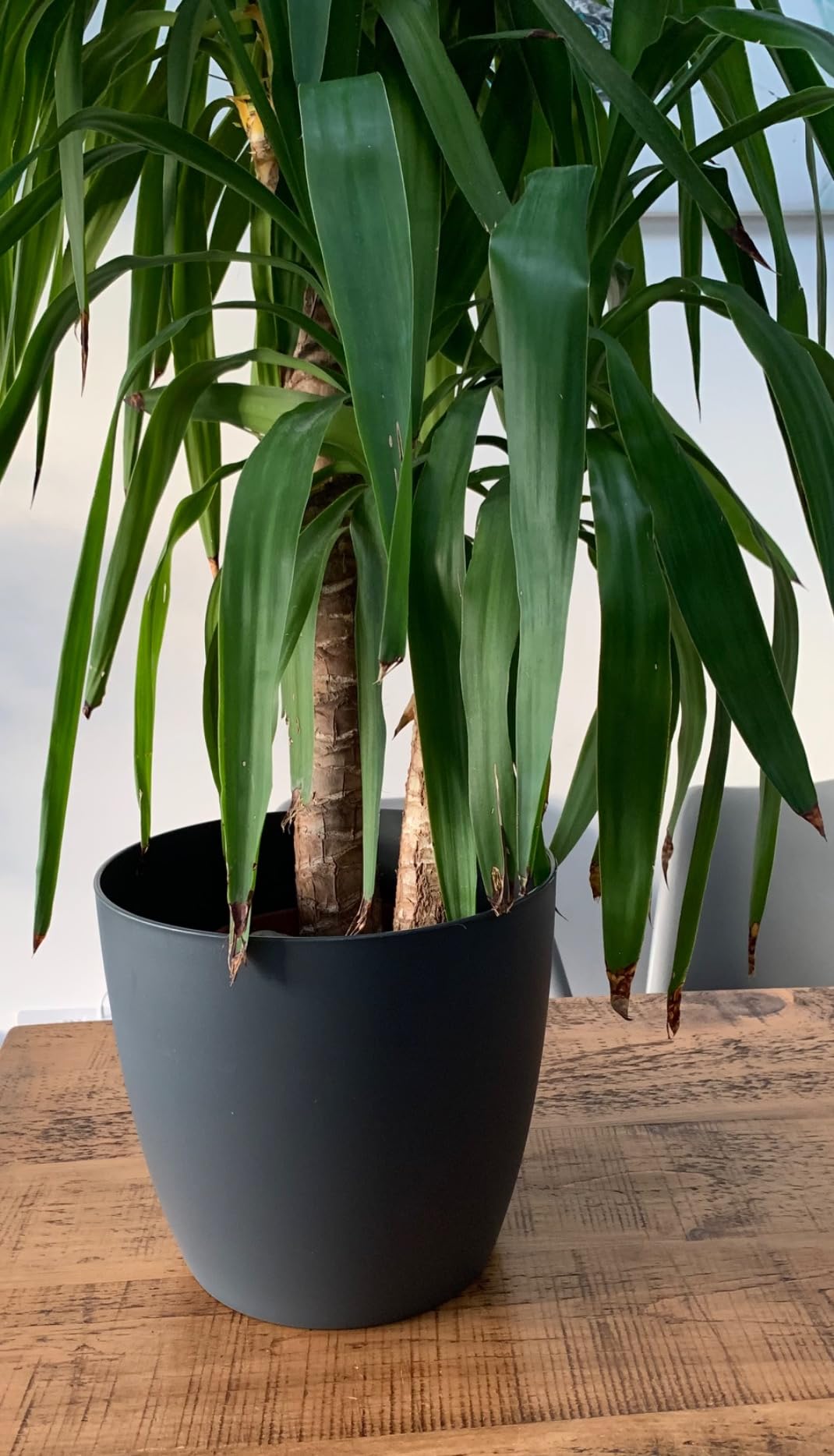 elho Brussels Blumentopf Rund 25 2er Set anthrazit 25cm