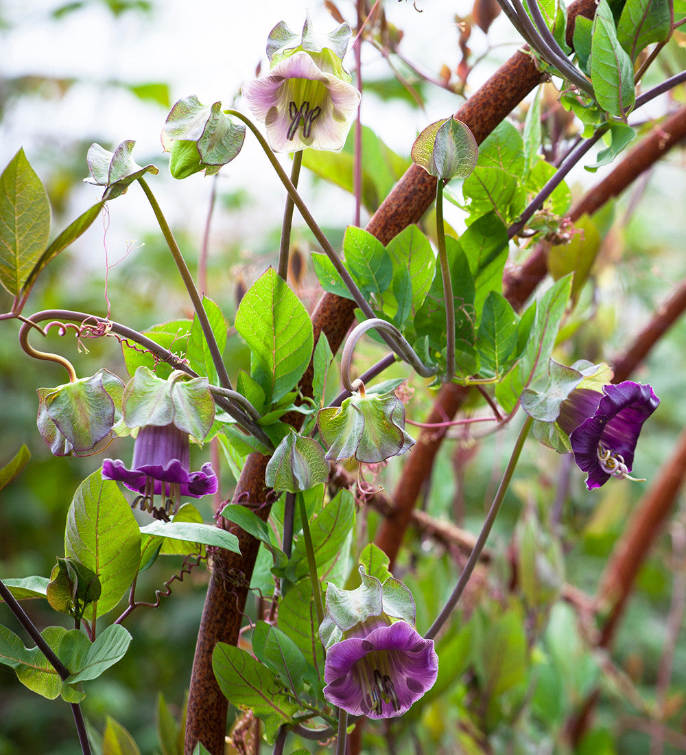 Sarah Raven Cobaea scandens Samen 20 Stück Kletterpflanze