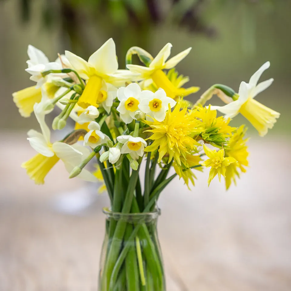 Sarah Raven Bring Spring Early Narzissen 40 Zwiebeln früh