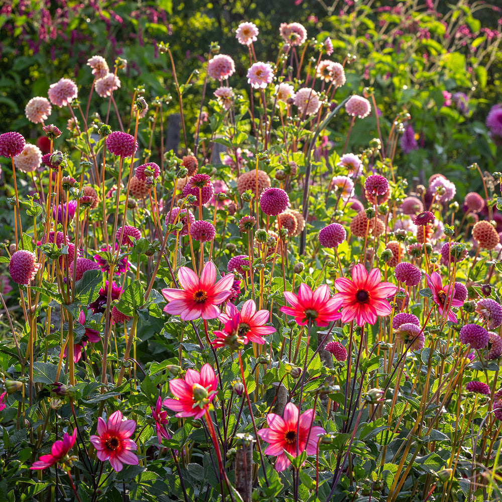 Sarah Raven Bulbs Dancing Border Dahlien 4 Knollen Kollektion