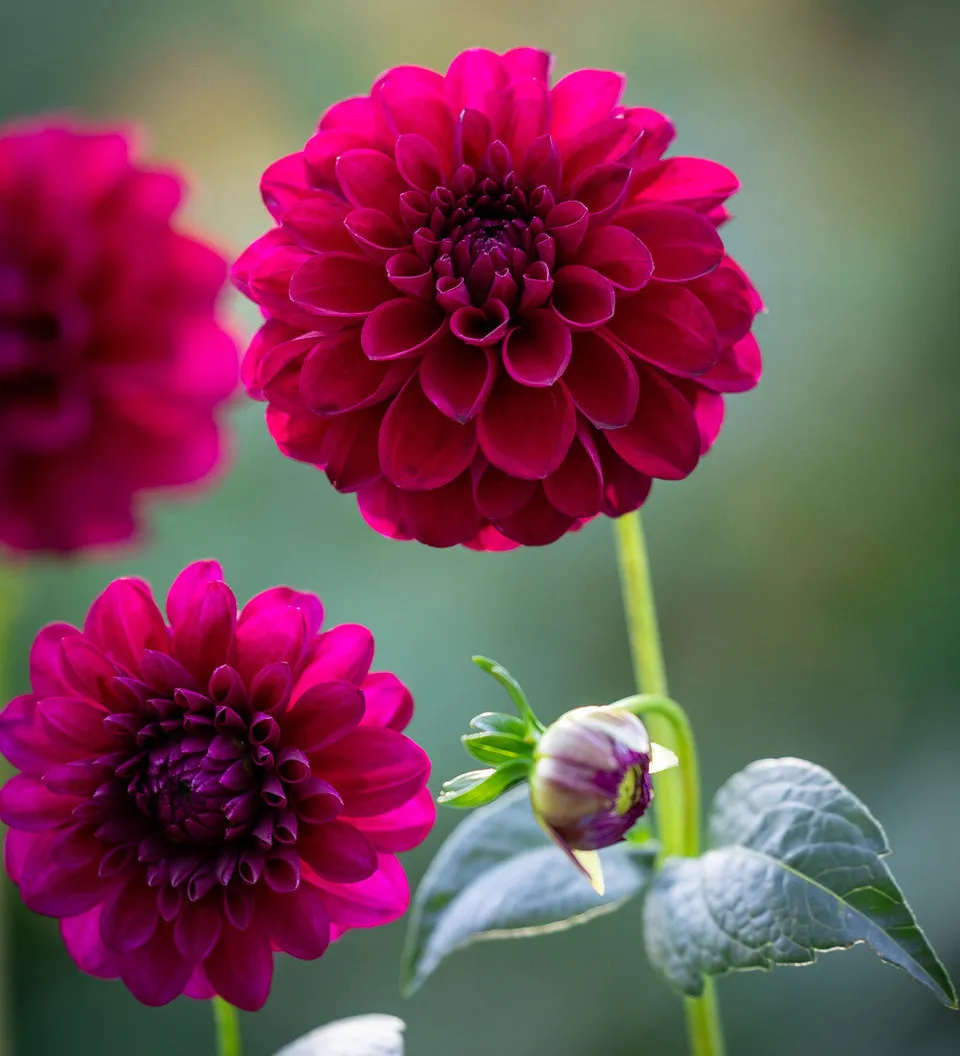 Sarah Raven Dahlia Gypsy Night Blumenzwiebel 1 Knolle dunkelrot
