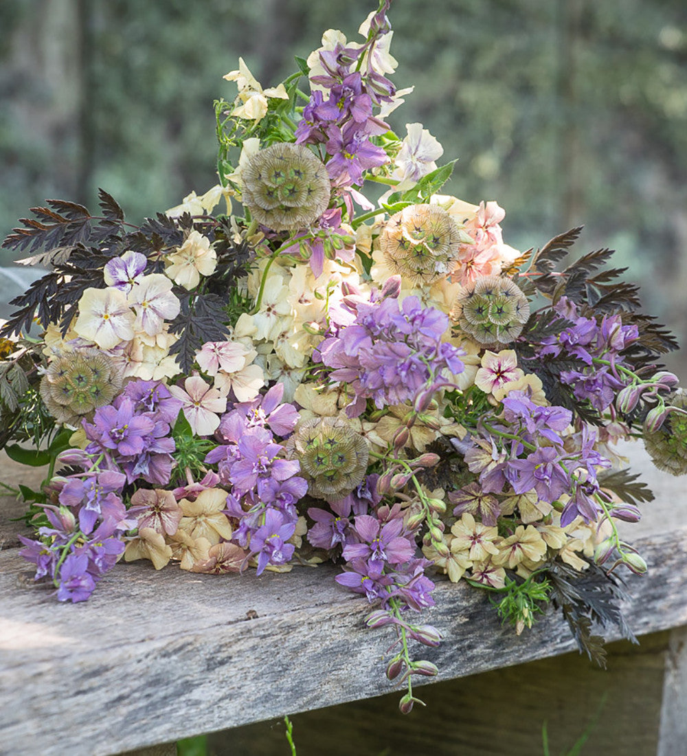 Sarah Raven Seeds Scabiosa Sternkugel Blumensamen 50 Trockenblume