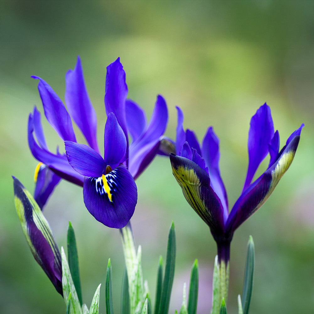 Sarah Raven Bulbs Iris Blue Note Blumenzwiebeln 20 Zwiebeln blau