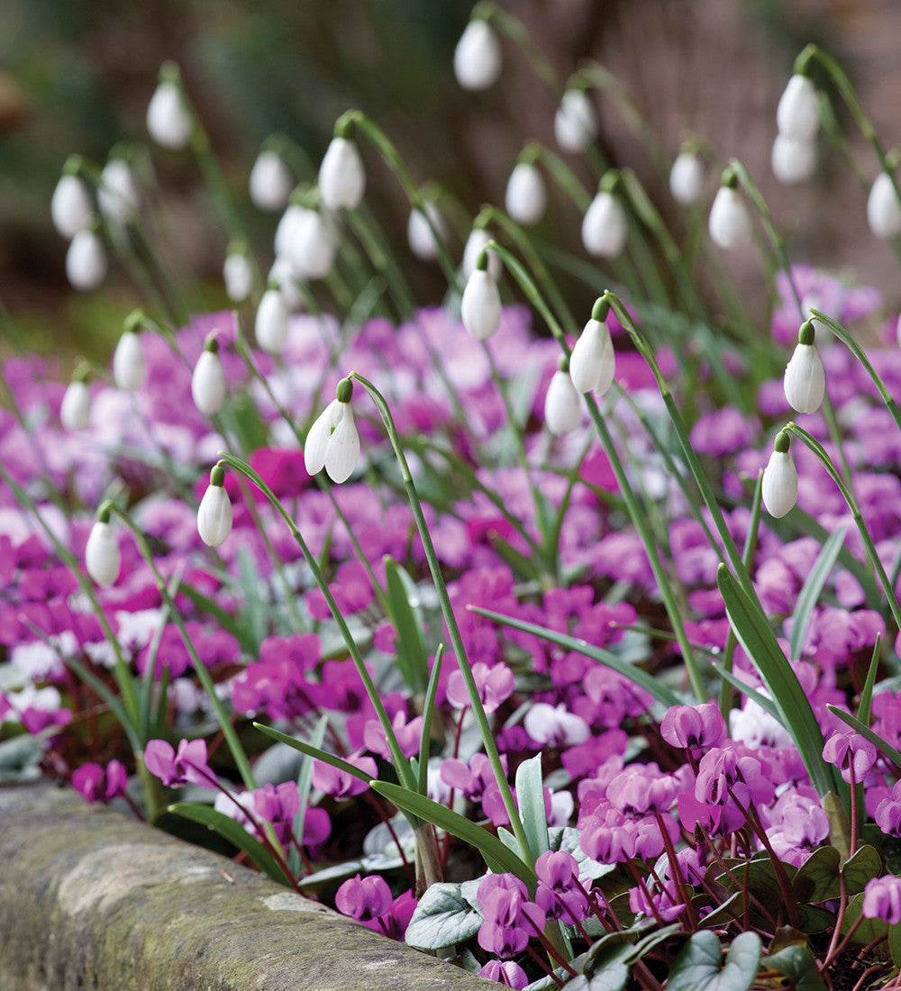 Sarah Raven Plants Cyclamen coum Pflanze 3 x 9cm Töpfe winterhart