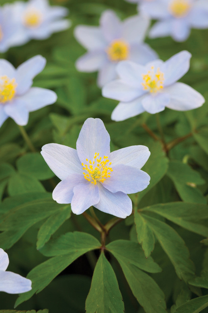 Sarah Raven Bulbs Anemone nemorosa Buschwindröschen 40 Rhizome