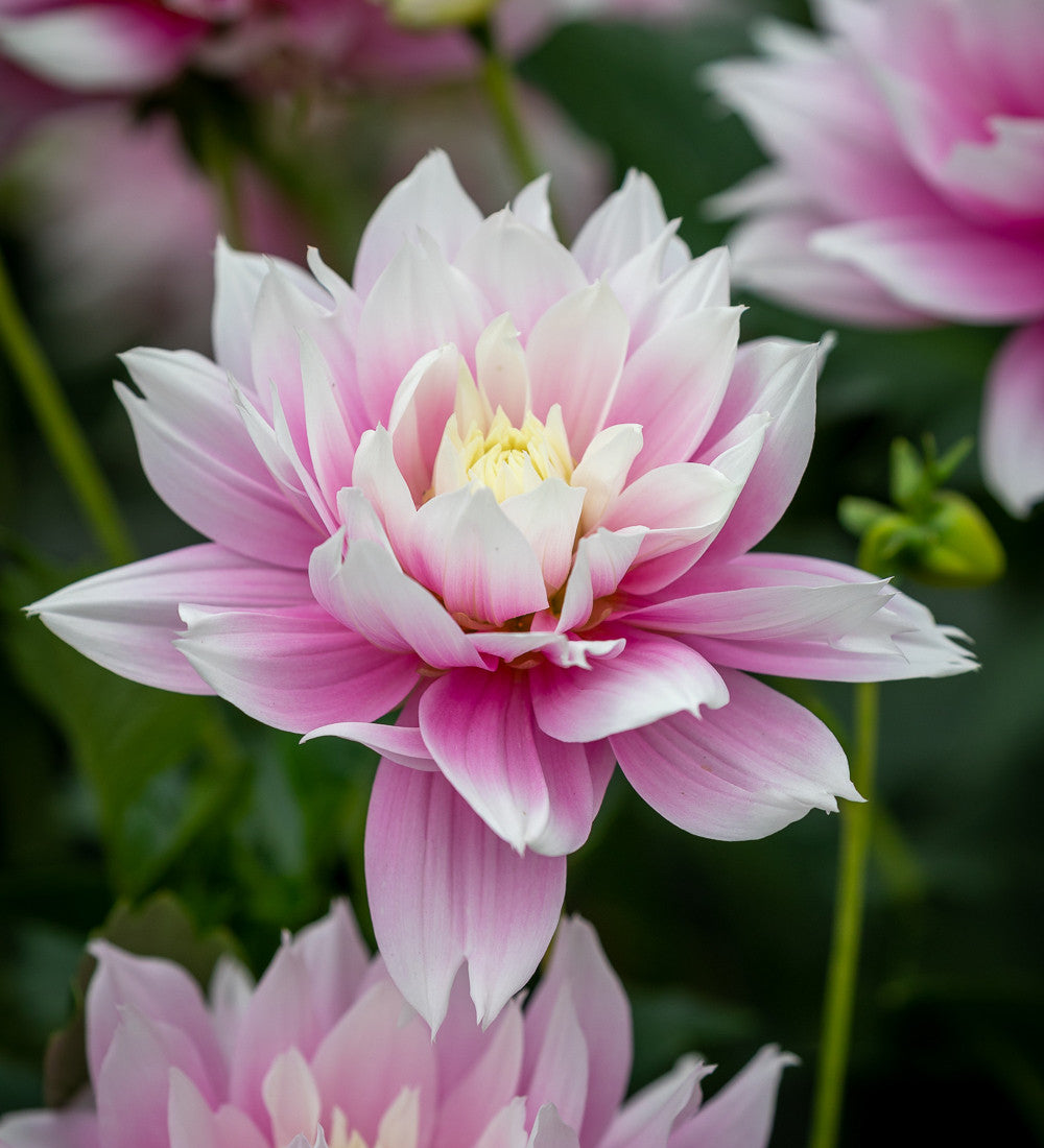 Sarah Raven Bulbs Dahlia Evanah Knolle 1 Knolle weiß Vase