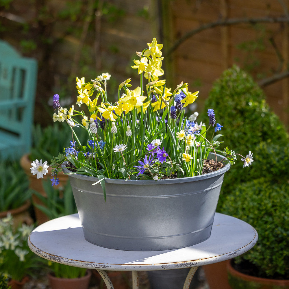 Sarah Raven Bulbs Toms Mini Garden Blumenzwiebeln 100 Stück Frühjahr