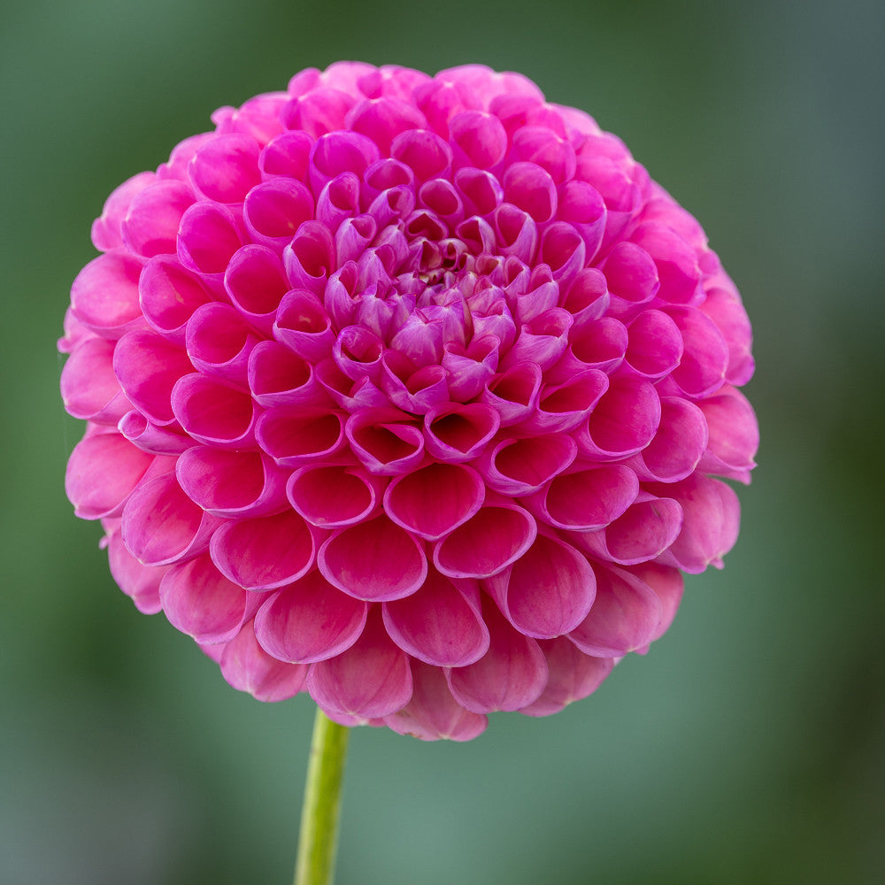 Sarah Raven Bulbs Dahlia Jowey Frambo Knolle 1 Stück rosa