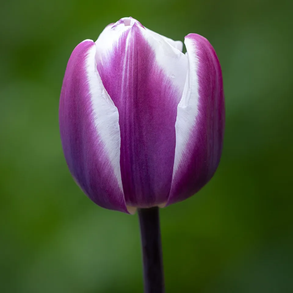 Sarah Raven Bulbs Tulip Librije Blumenzwiebeln 10 Stück rot