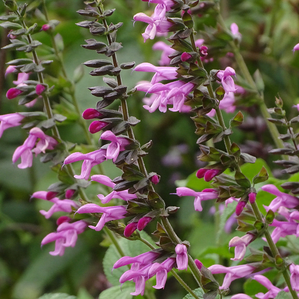 Sarah Raven Salvia Pink Amistad Pflanze 3x 9cm rosa