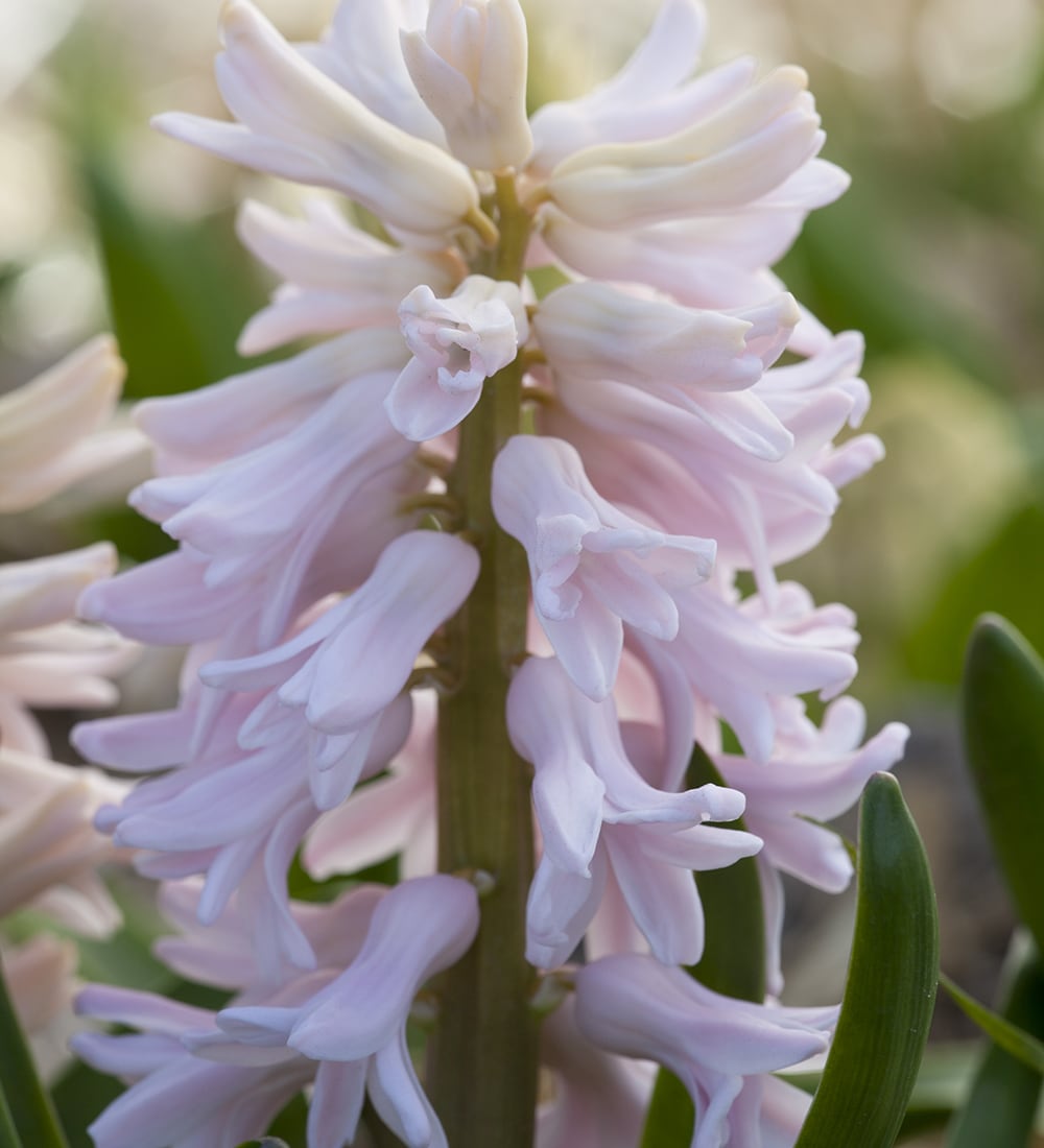 Sarah Raven Bulbs China Pink Hyazinthe Zwiebeln 5 Zwiebeln Duft
