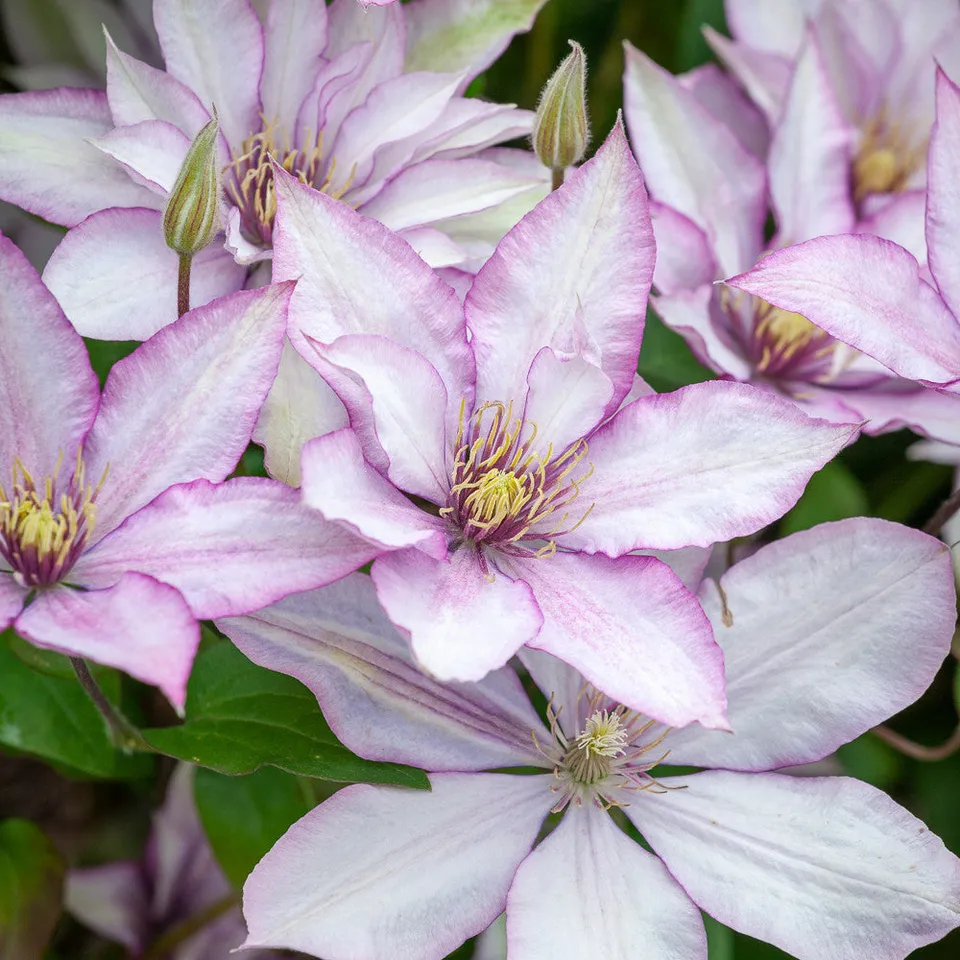 Sarah Raven Samaritan Jo Clematis 3L Topf weiß sternförmig