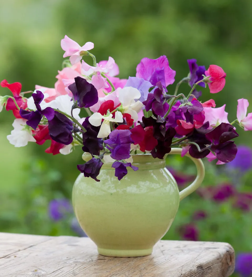 Sarah Raven Plants Ultimate Sweet Pea Samen 6 Tüten duftend