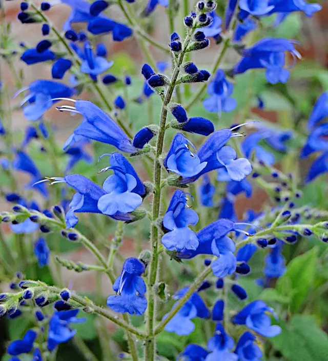 Sarah Raven Plants Salvia Blue Butterflies Pflanze 3x 9cm Blau