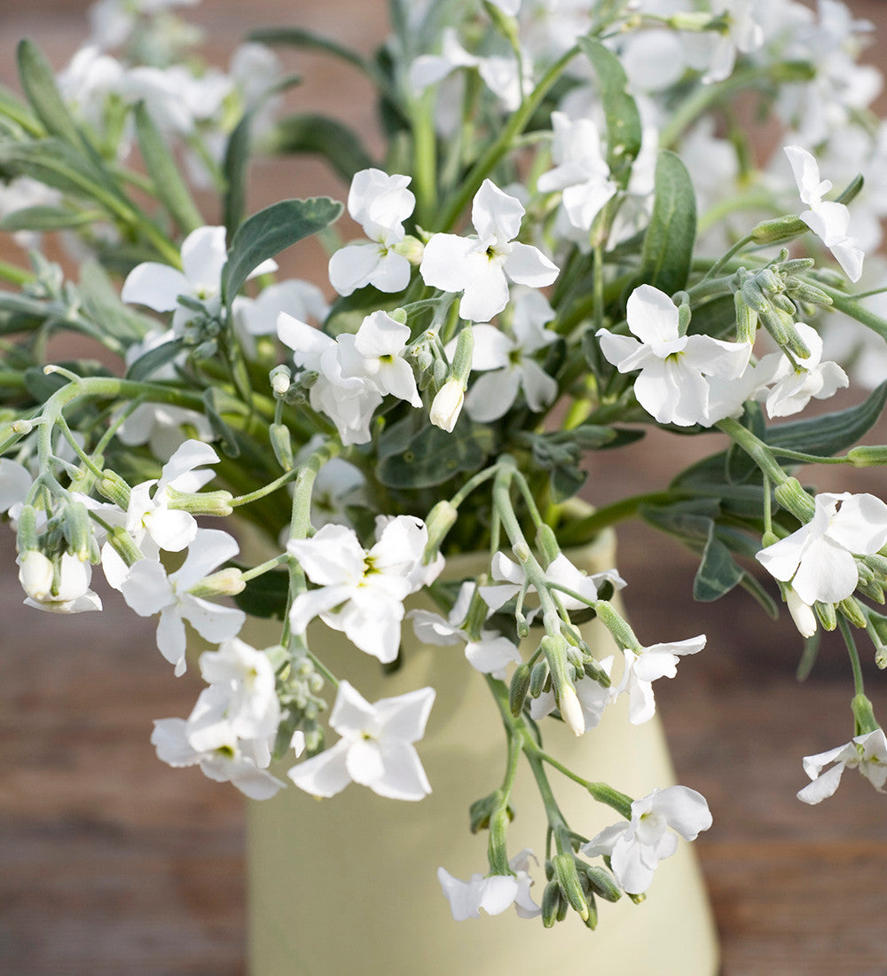 Sarah Raven Plants Matthiola Pillow Talk Levkoje 3x9cm duftend