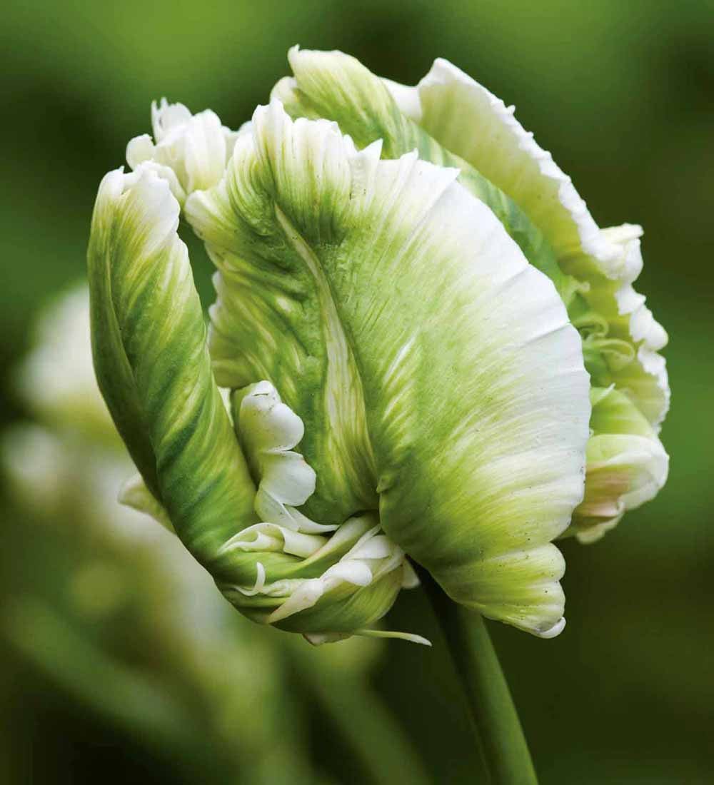 Sarah Raven Bulbs Tulpe Super Parrot Blumenzwiebeln 10 Stück