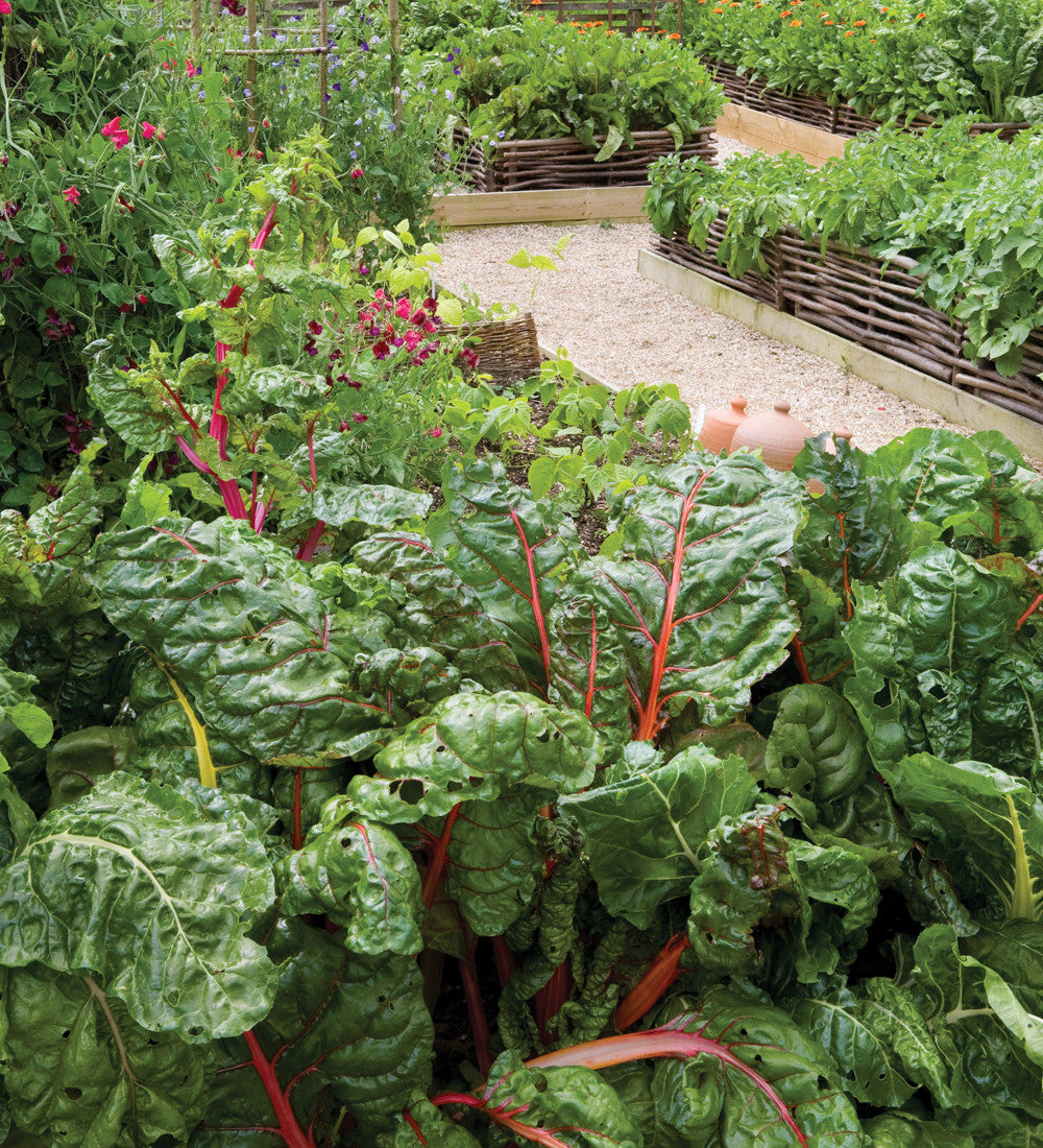 Sarah Raven Seeds Mangold Bright Lights Samen 100 Stück bunt