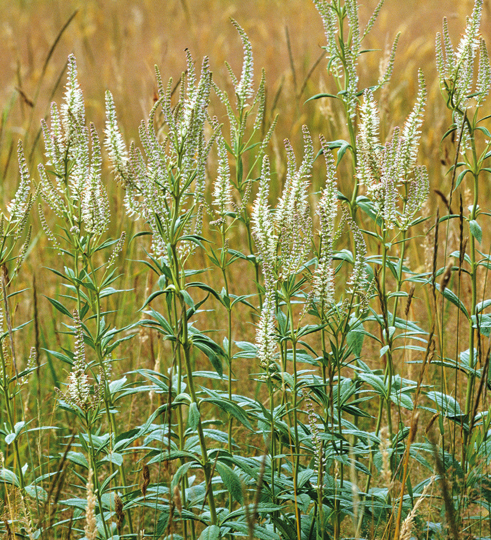 Sarah Raven Plants Veronicastrum Album Stauden 3x9cm weiß