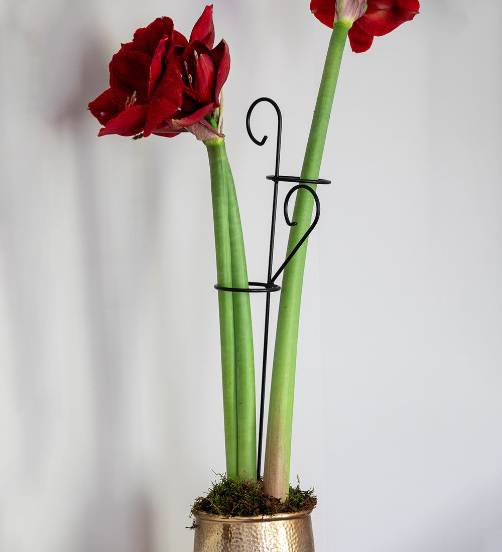Sarah Raven Amaryllis Rankhilfe Pflanzenstütze 60 cm