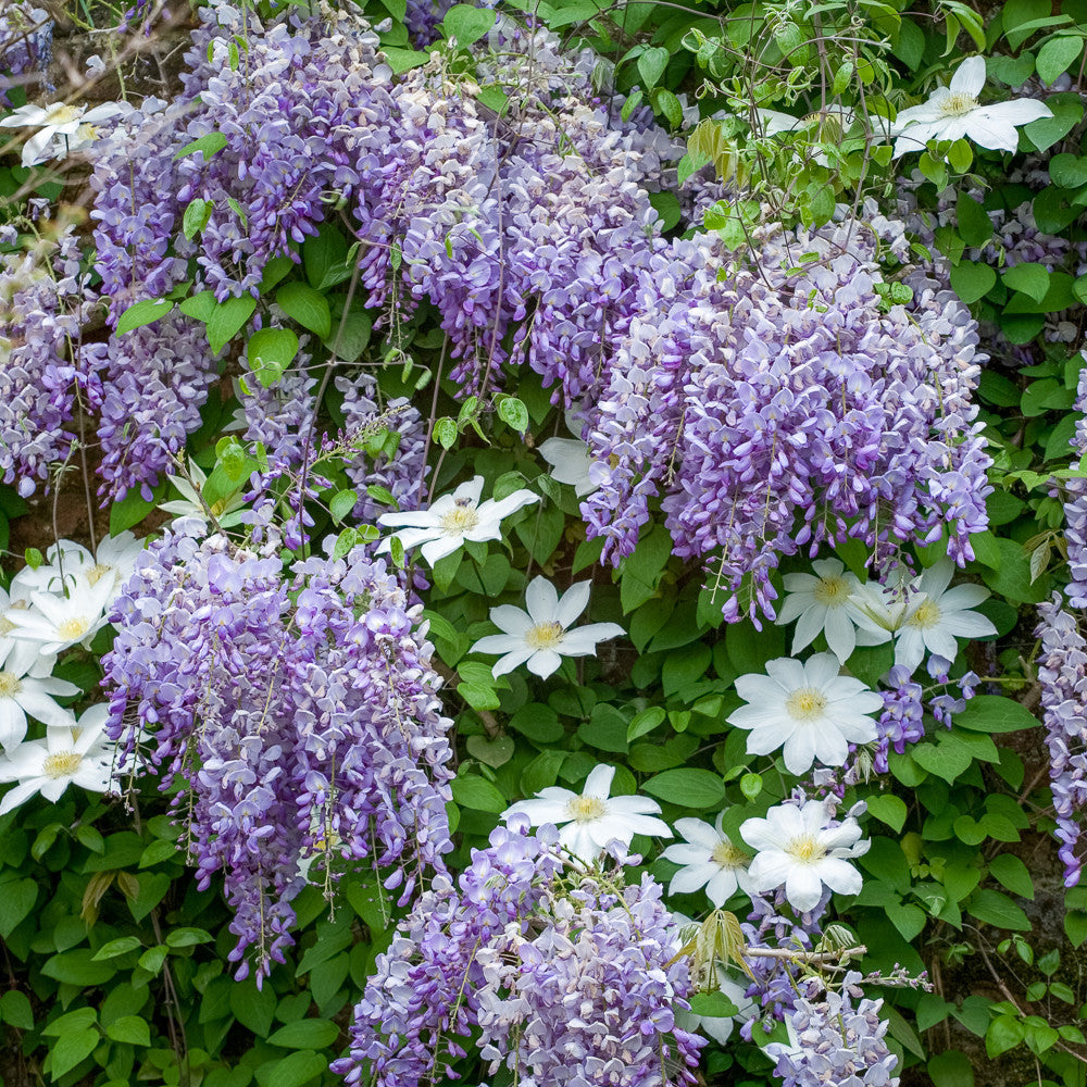 Sarah Raven Plants Clematis Wisteria Kletterpflanzen 2 Stück duftend