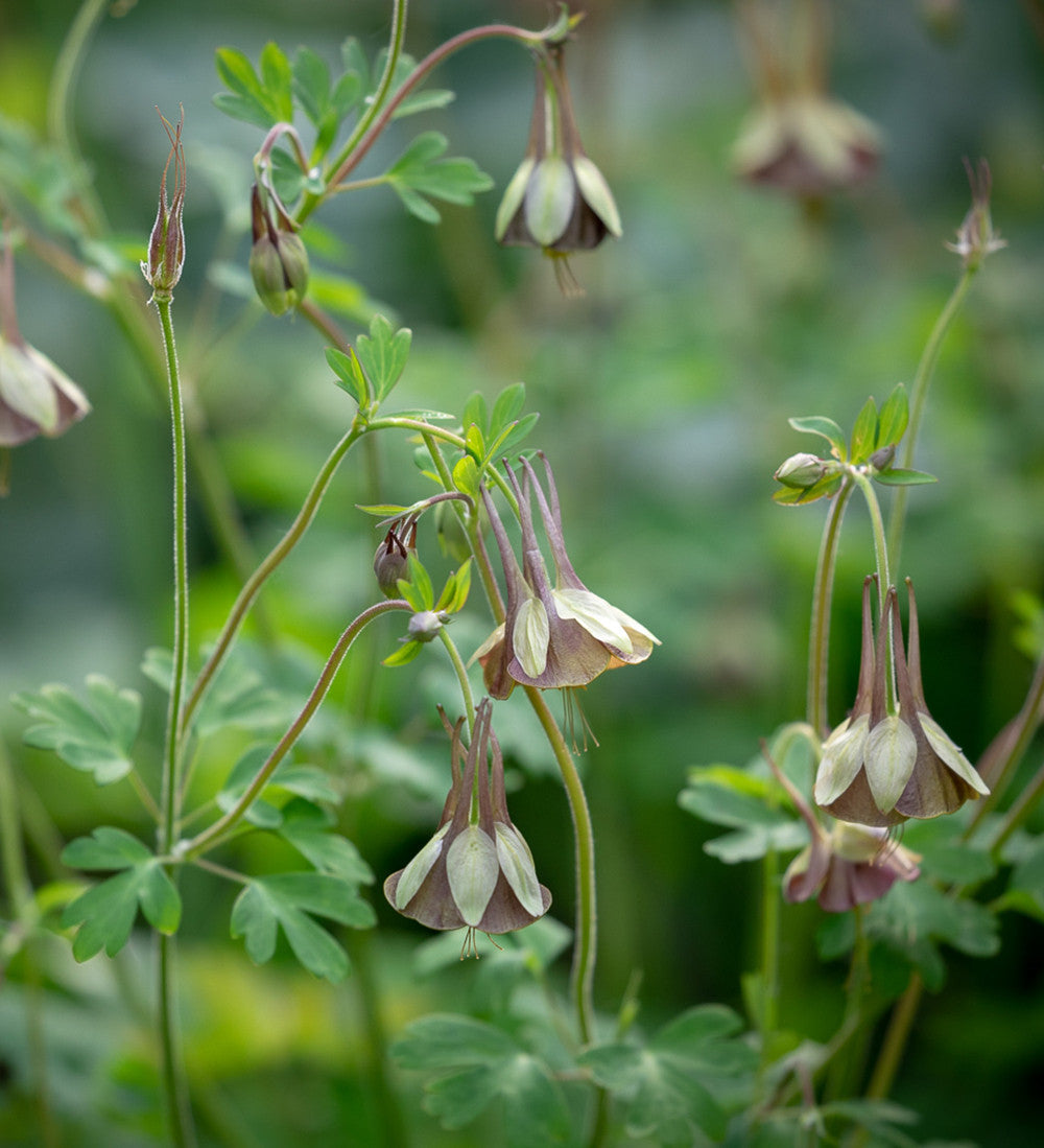 Sarah Raven Plants Aquilegia Chocolate Soldier Pflanze 3x9cm braun