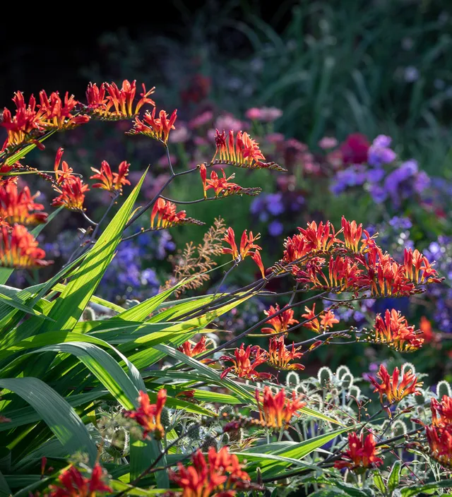 Sarah Raven Bulbs Crocosmie Lucifer Blumenzwiebel 20 Knollen rot