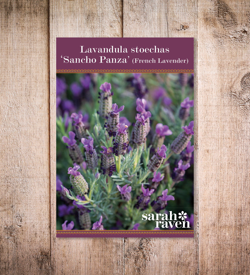 Sarah Raven Lavendel Sancho Panza Saatgut 50 Samen