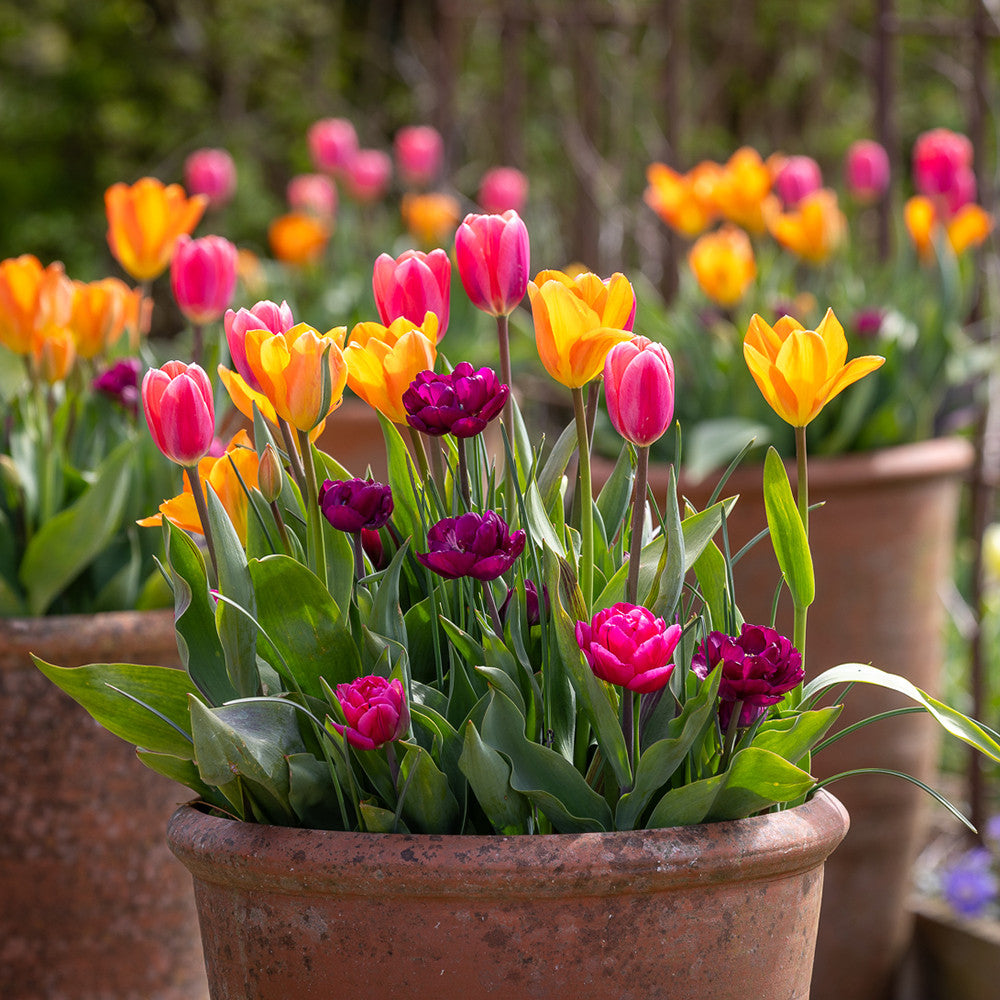 Sarah Raven Avenue of Tulips Tulpenzwiebeln 40 Stück