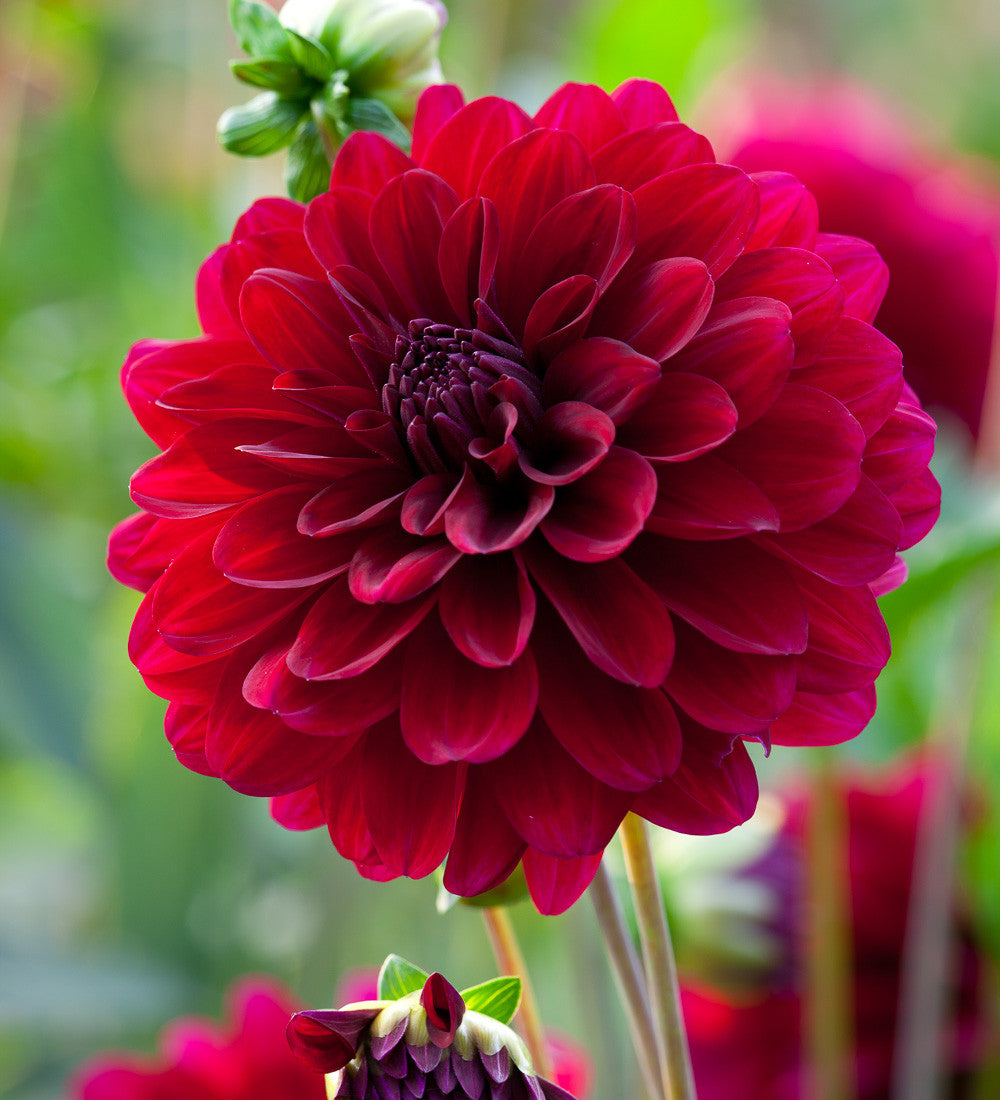 Sarah Raven Dahlien Kollektion Blumenzwiebeln 9 Knollen mix