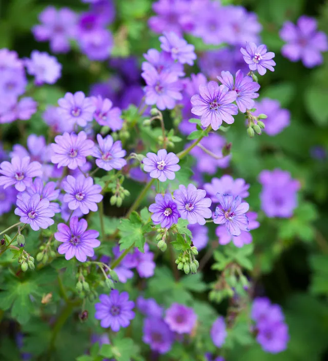 Sarah Raven Plants Geranium Bill Wallis Pflanze 3x 9cm Topf