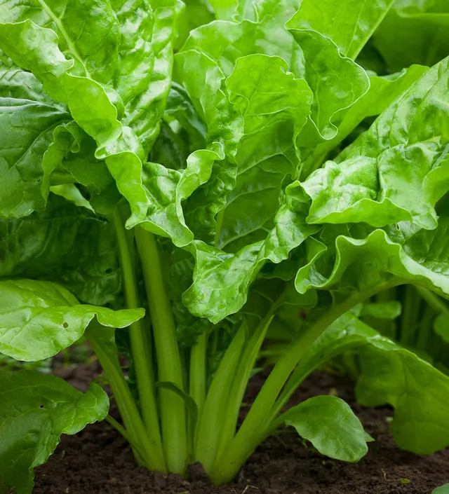 Sarah Raven Seeds Mangold Lucullus Samen 250 Samen schossfest