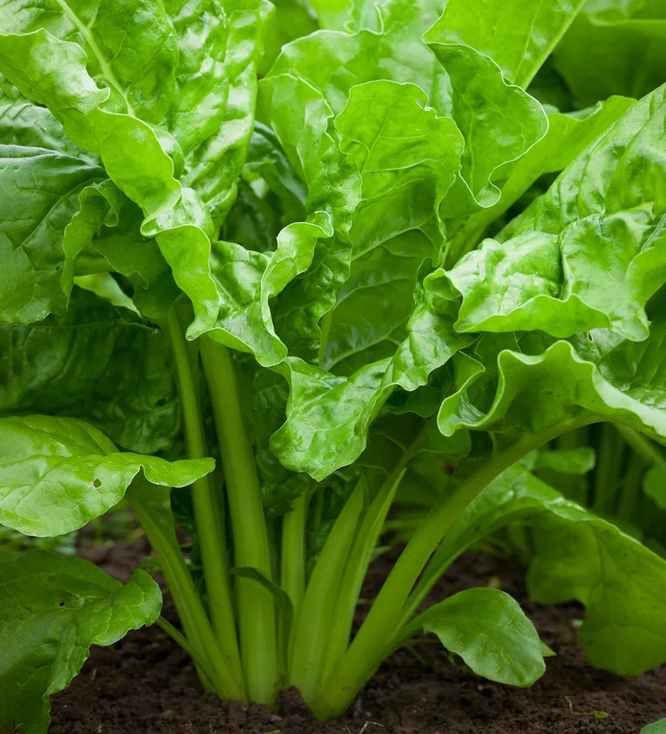 Sarah Raven Seeds Mangold Lucullus Samen 250 Samen schossfest
