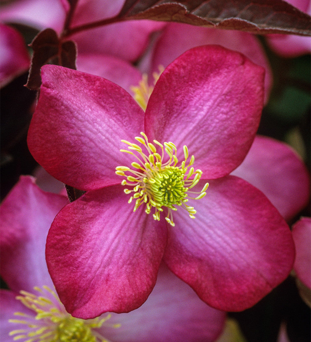 Sarah Raven Plants Clematis Freda Kletterpflanze 2L Topf rot