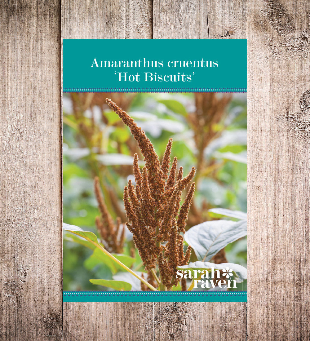 Sarah Raven Seeds Amaranthus Hot Biscuits Samen 750 Samen kupfer