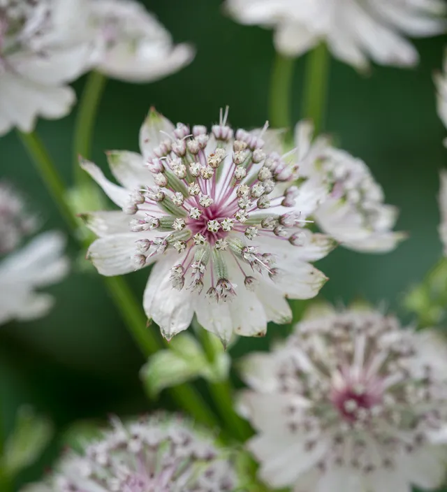 Sarah Raven Astrantia Margery Fish Pflanze 3x 9cm weiß