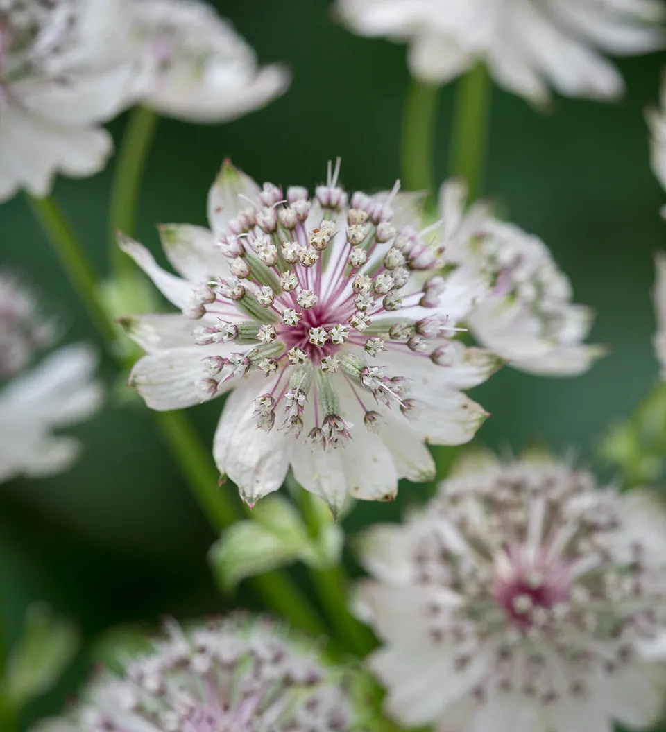 Sarah Raven Astrantia Margery Fish Pflanze 3x 9cm weiß