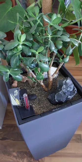 Lechuza Cubico Color 30 Pflanzgefäß Sandbraun mit Bewässerung