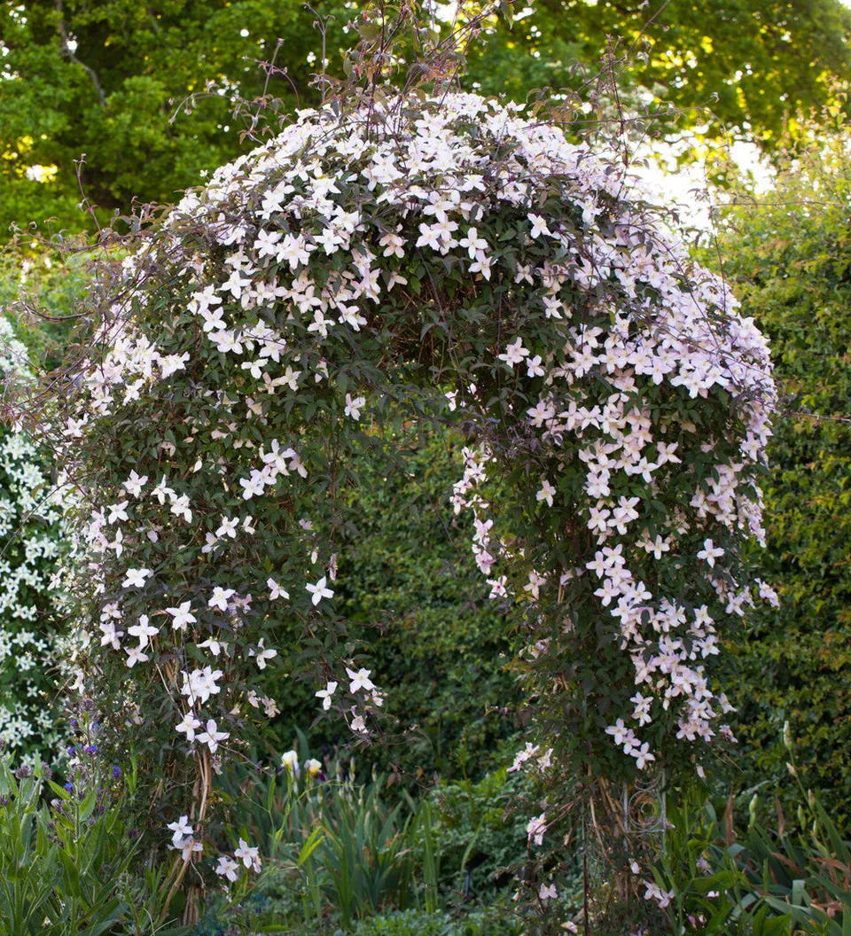Sarah Raven Clematis Elizabeth Kletterpflanze 2L duftend
