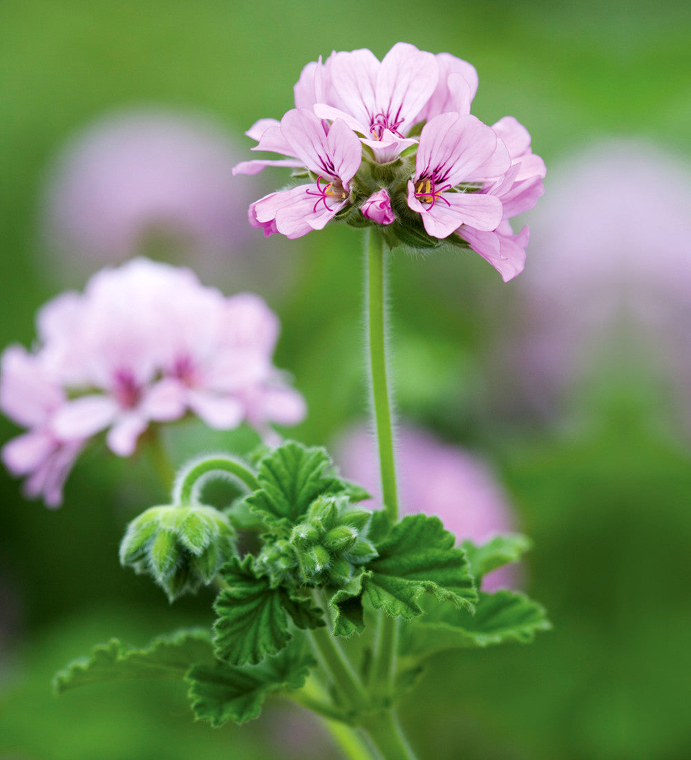 Sarah Raven Pelargonium Collection Geranien 6x 9cm Töpfe Duft