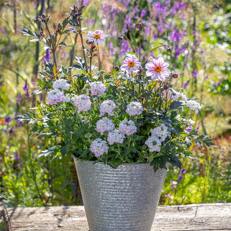 Sarah Raven Plants Butterfly Pink Topfpflanzen 6x9cm Set